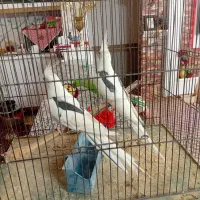 عروس هلندی دوکت