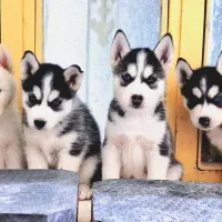 فروش هاسکی آلفا|سگ|لار, |دیوار