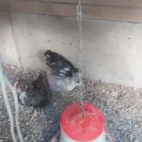 جوجه گلین یک ماهه|حیوانات مزرعه|اصفهان, دستگرده|دیوار