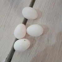 فروش تخم سرایت