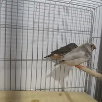 زبرا اروپایی و انگلیسی|پرنده|شیراز, حافظیه|دیوار