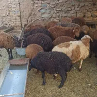 ن ا زنده.اگهی گوسفند با پلاکی