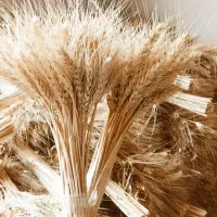 گندم تزئینی