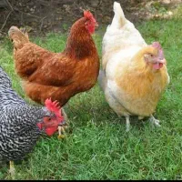 مرغ و خروس خودمونی