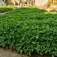 شتل گوجه فرنگی