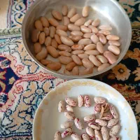 لوبیا چیتی  دو نوع هم کپسولی هم خمین