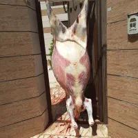 ذبح سلاخ سلاخی گاو گوسفند گوساله قصاب قصابی|خدمات پذیرایی، مراسم|زنجان, |دیوار