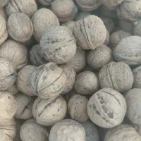 گردو‌پوست‌کاغذی