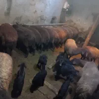 گوسفند بره دار افشار|حیوانات مزرعه|انگوران, |دیوار