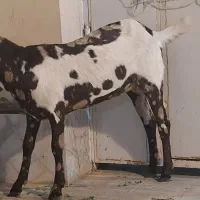 بز وبزغاله پنچاپ|حیوانات مزرعه|سراوان, |دیوار