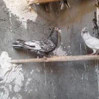 کبوتر|پرنده|کبودرآهنگ, |دیوار