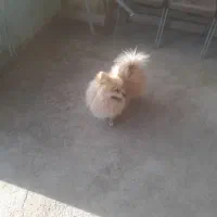 ۲تاسگ پامرخرسی و مدل روباهی