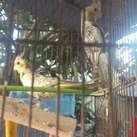 عروس هلندی|پرنده|رشت, دخانیات|دیوار