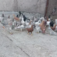 کبوتر