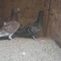 کبوتر فروشی