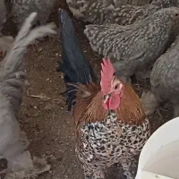 تخم نطفه دار نژاد سابیل پوت