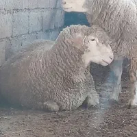 گوسفند میش بره|حیوانات مزرعه|شیرگاه, |دیوار