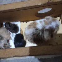 فروش فوری همستر