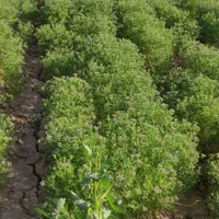 خرید و فروش زیره سبز خرمنی با بالاترین قیمت روز