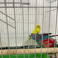 مرغ عشق ماده و نر