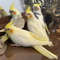 جوجه عروس هلندی|پرنده|تهران, نارمک|دیوار