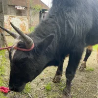 ورزا چالوسی