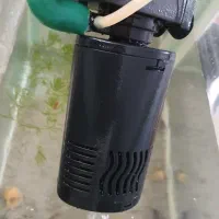 شن اکواریوم حلزون کیلر حلزون شیپوری گیاه
