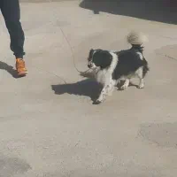 ولگذاری سگ پاکوتاه