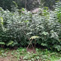 فروش گل|گل و گیاه طبیعی|دماوند, دماوند|دیوار