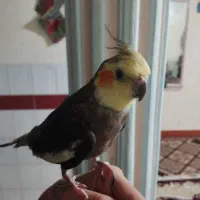 عروس هلندی سخنگو و آواز خوان