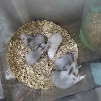 همسترلوپ وپشمالو