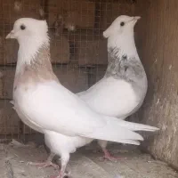 جفت  طوقی