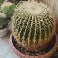 کاکتوس بزرگ