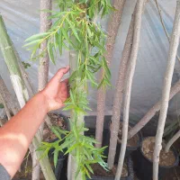 درخت بزرگ ۱۱ متری تنه دار درخت سایه دار بزرگ