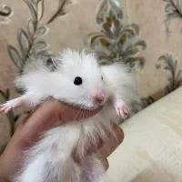 همستر سوری فشن