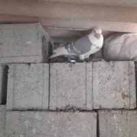 کبوتر|پرنده|برازجان, |دیوار