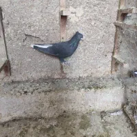 دم سفید جوان