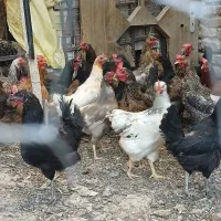 مرغ تخمگذار