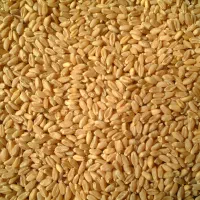 گندم فروشی جو فروشی