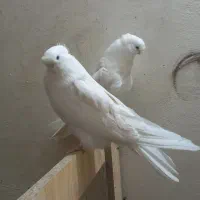 جوجهکبوترنوکقنار
