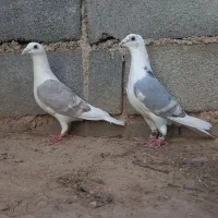 کبوترگراف پشت کویتی نروماده