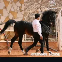 کره مادیون 26ماهه کره هارای|اسب و تجهیزات اسبسواری|ساوه, |دیوار