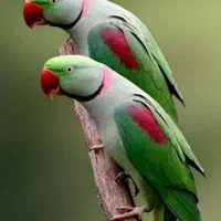بار جدید 100 عدد قناری بالغ و مولد آماده ب جفت|پرنده|بیرجند, |دیوار