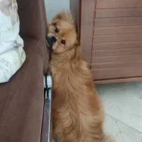 سگ پامر|سگ|سلمانشهر, |دیوار