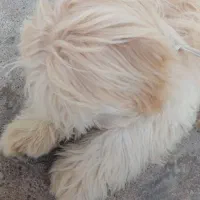 سگ شیتزو بازی گوش|سگ|مسجد سلیمان, |دیوار