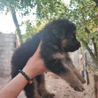 طوله ژرمن با اصالت فوری معاوضه هم دارم|سگ|لنگرود, |دیوار