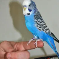 نگهداری رایگان از پرنده شما