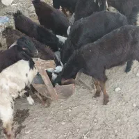 فروش۱۰راس کهره نر جو خور هرراس مقطوع ۱۱۵۰۰میلیون