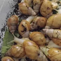 جوجه حلزون البینو|خزنده|زاهدان, |دیوار