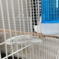 قفس کامل پرنده|لوازم جانبی حیوانات|پاکدشت, پاکدشت (مامازند)|دیوار